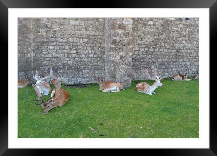 Resting Deer Framed Mounted Print by John Bridge
