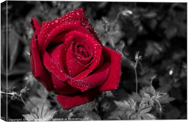 Red Rose in the rain Canvas Print by Tony Lewis