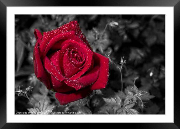 Red Rose in the rain Framed Mounted Print by Tony Lewis