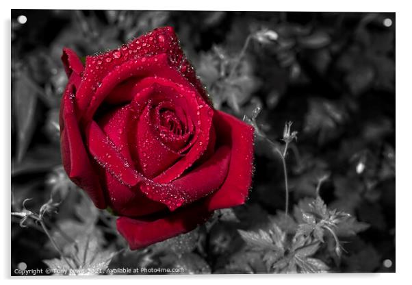 Red Rose in the rain Acrylic by Tony Lewis