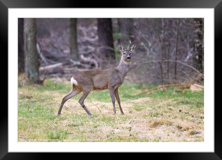 A deer standing in the grass Framed Mounted Print by Fabrizio Malisan