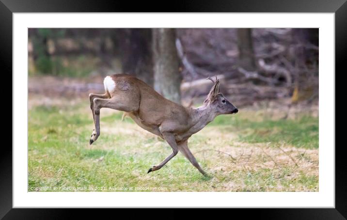 A deer walking in the grass Framed Mounted Print by Fabrizio Malisan