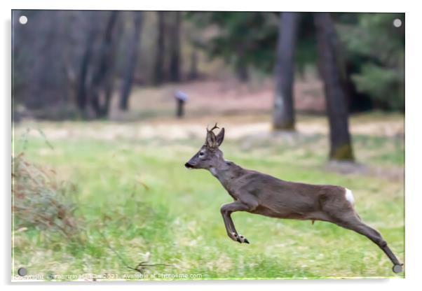 Young Deer Jumping in the Woods Animals Wildlife  Acrylic by Fabrizio Malisan