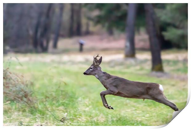 Young Deer Jumping in the Woods Animals Wildlife  Print by Fabrizio Malisan