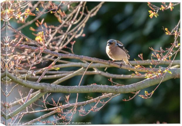 Wild Bird Sitting on a branch in the woods Canvas Print by Fabrizio Malisan