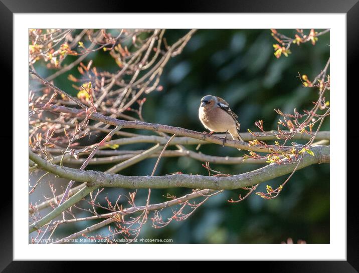 Wild Bird Sitting on a branch in the woods Framed Mounted Print by Fabrizio Malisan