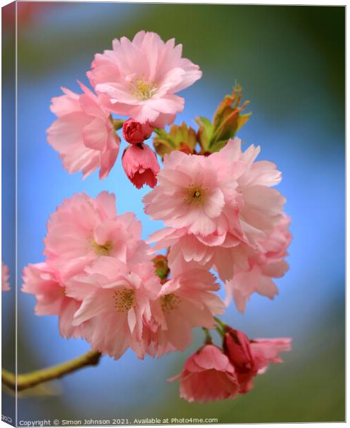 pink Cherry Blossom Canvas Print by Simon Johnson