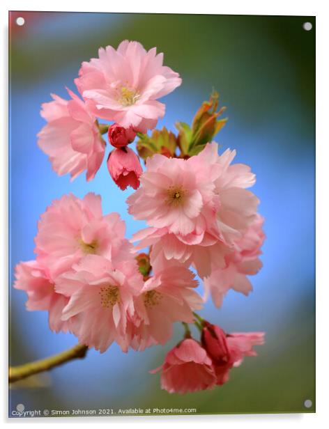pink Cherry Blossom Acrylic by Simon Johnson
