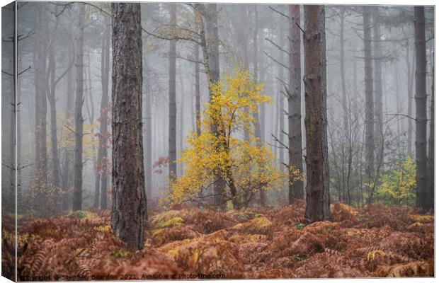 Misty Autumnal Woodland Canvas Print by Stephen Beardon