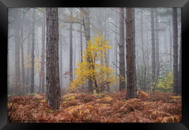 Misty Autumnal Woodland Framed Print by Stephen Beardon