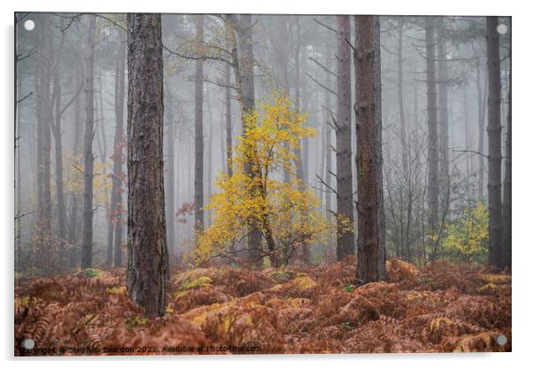 Misty Autumnal Woodland Acrylic by Stephen Beardon