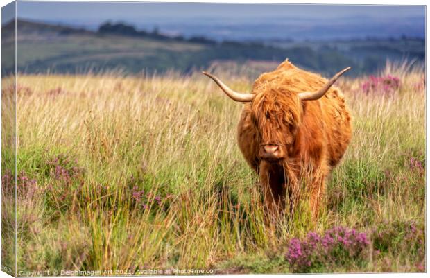 Highland cow in the moor in Dartmoor, Devon Canvas Print by Delphimages Art