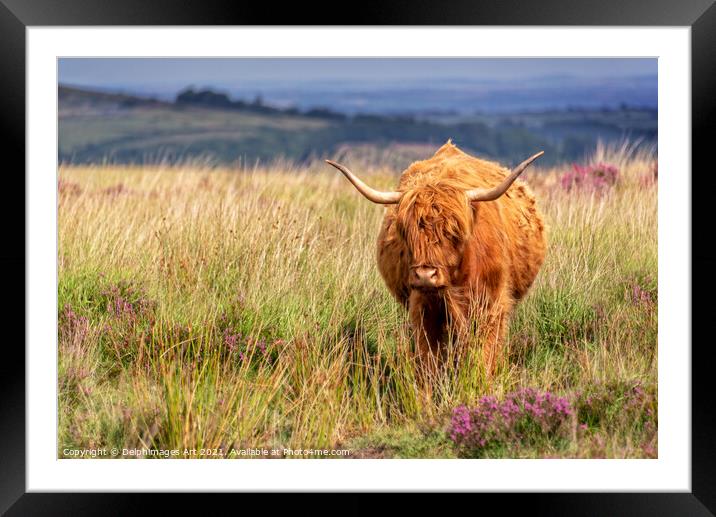 Highland cow in the moor in Dartmoor, Devon Framed Mounted Print by Delphimages Art