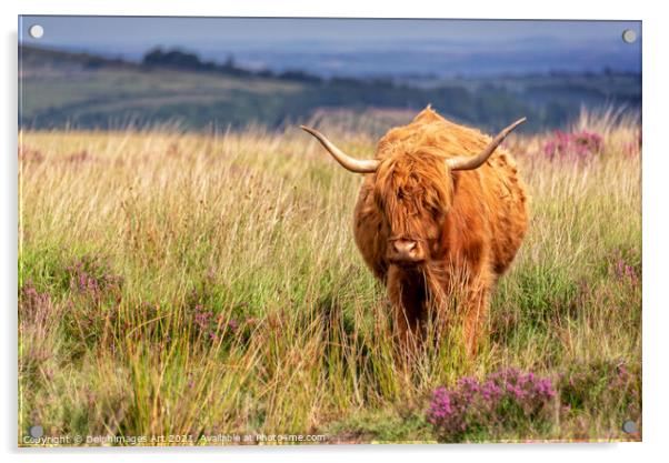 Highland cow in the moor in Dartmoor, Devon Acrylic by Delphimages Art
