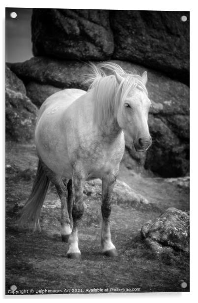 Dartmoor pony, black and white Acrylic by Delphimages Art