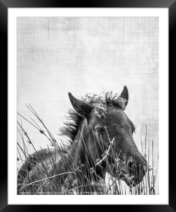 Dartmoor pony foal, black and white  Framed Mounted Print by Delphimages Art