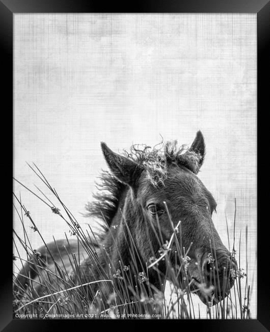 Dartmoor pony foal, black and white  Framed Print by Delphimages Art