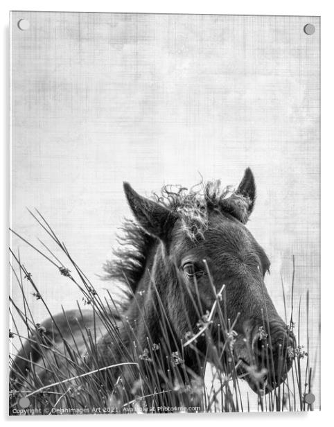 Dartmoor pony foal, black and white  Acrylic by Delphimages Art