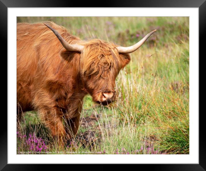 Portrait of a Highland cow Framed Mounted Print by Delphimages Art
