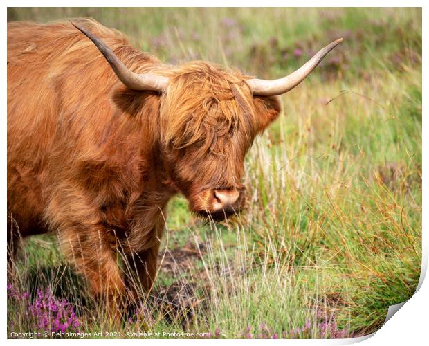 Portrait of a Highland cow Print by Delphimages Art