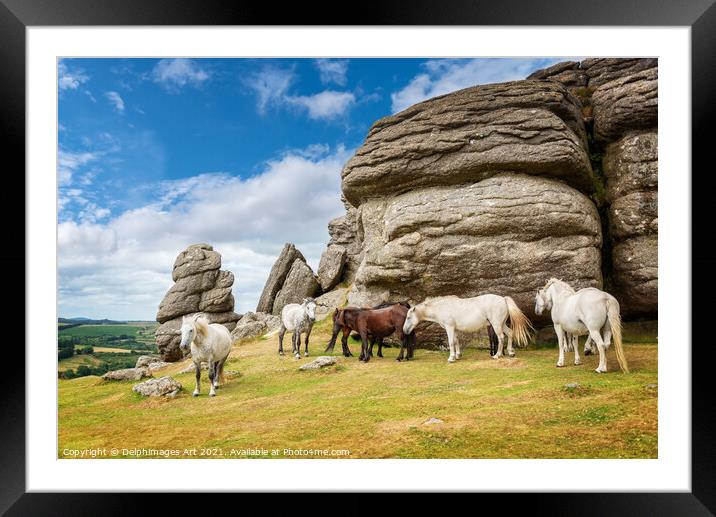 Herd of Dartmoor Ponies near Saddle Tor, Devon Framed Mounted Print by Delphimages Art