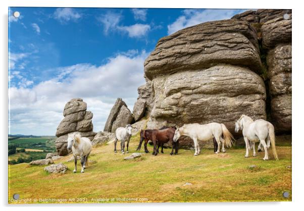 Herd of Dartmoor Ponies near Saddle Tor, Devon Acrylic by Delphimages Art