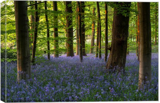Springtime Bluebells Woodland Canvas Print by Stephen Beardon