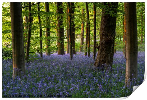 Springtime Bluebells Woodland Print by Stephen Beardon