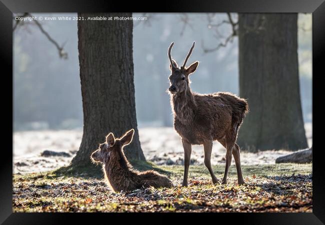 Deer in morning sun Framed Print by Kevin White