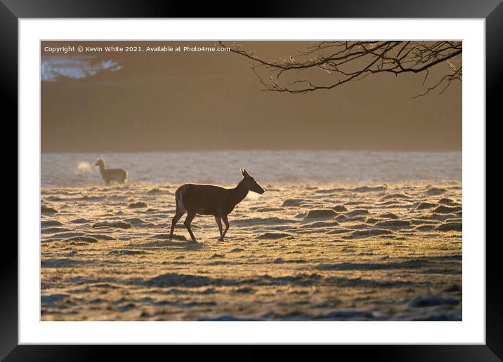 Deer Silhouette Framed Mounted Print by Kevin White