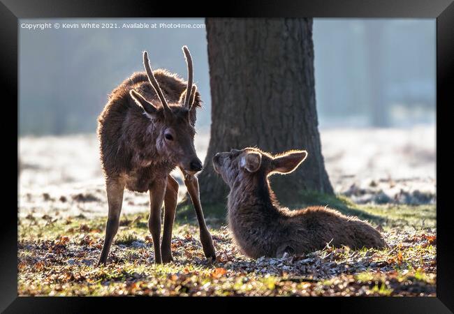Good morning deer Framed Print by Kevin White