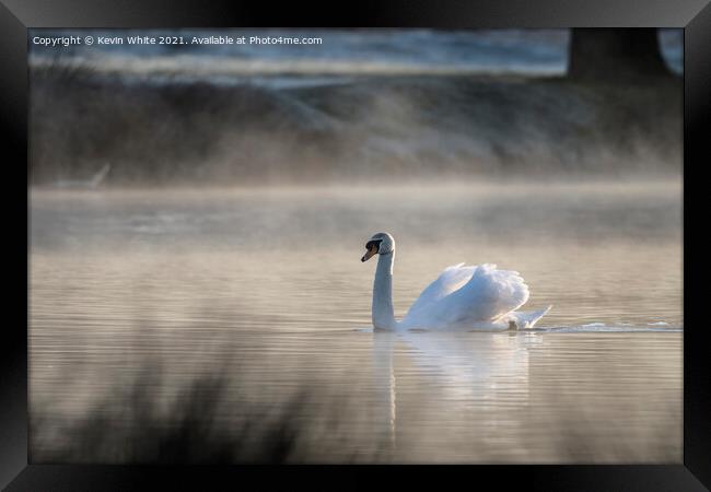 Misty pond  with backlit swan Framed Print by Kevin White