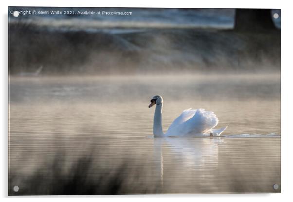 Misty pond  with backlit swan Acrylic by Kevin White