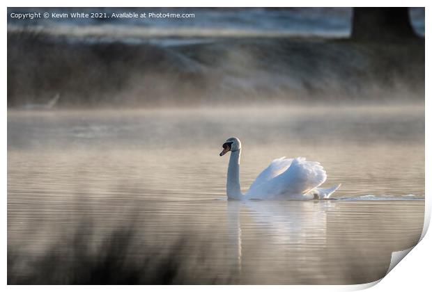Misty pond  with backlit swan Print by Kevin White