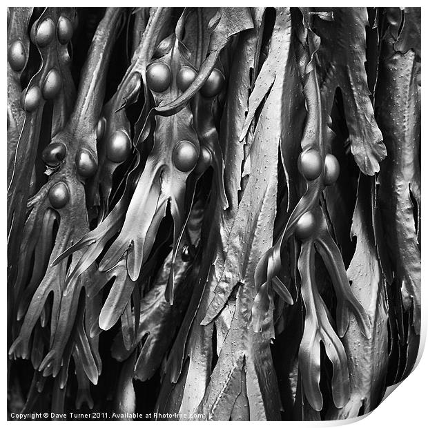 Cromer Seaweed, Norfolk Print by Dave Turner