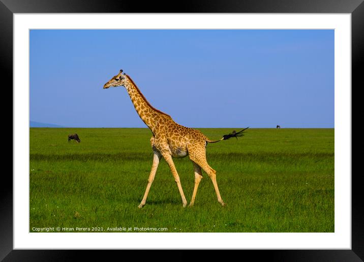 Giraffe Masai Mara Kenya Africa Framed Mounted Print by Hiran Perera