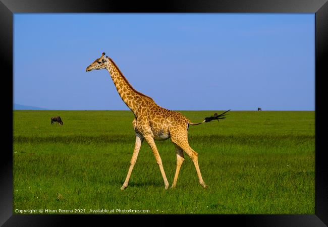 Giraffe Masai Mara Kenya Africa Framed Print by Hiran Perera