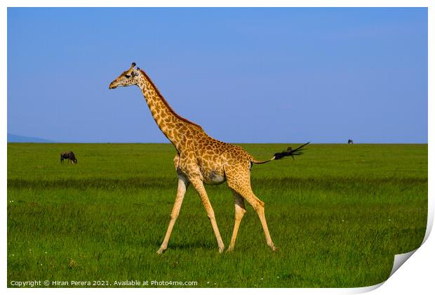 Giraffe Masai Mara Kenya Africa Print by Hiran Perera