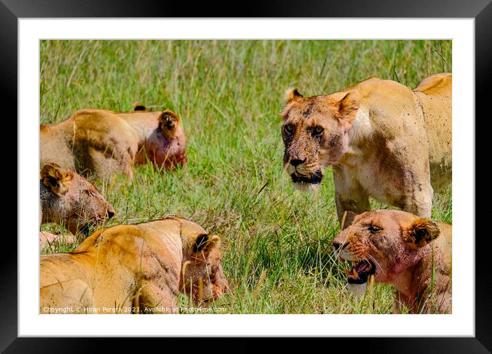 Lions after a kill, Masai Mara, Kenya Framed Mounted Print by Hiran Perera