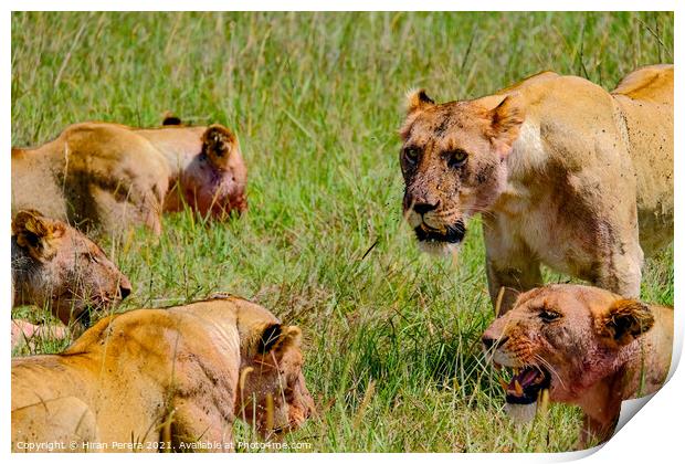 Lions after a kill, Masai Mara, Kenya Print by Hiran Perera