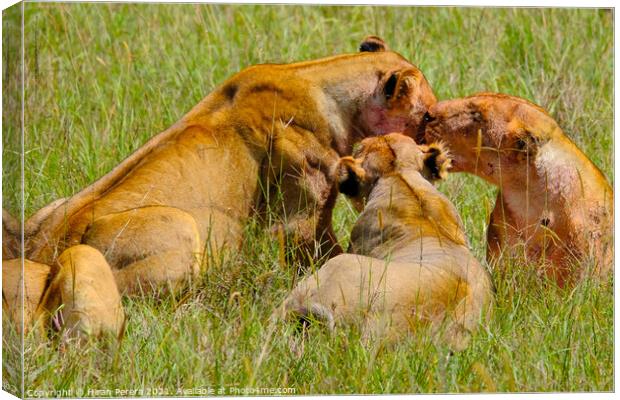 Lions after a kill, Masai Mara, Kenya Canvas Print by Hiran Perera