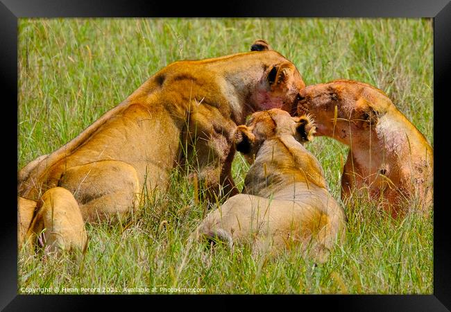 Lions after a kill, Masai Mara, Kenya Framed Print by Hiran Perera