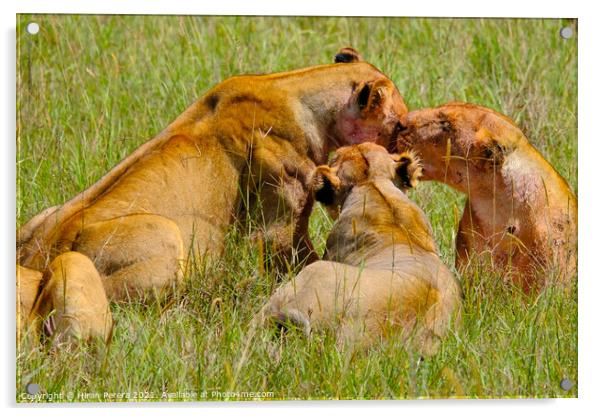 Lions after a kill, Masai Mara, Kenya Acrylic by Hiran Perera