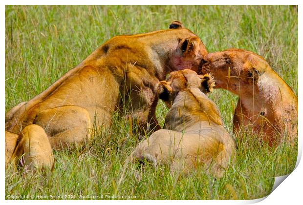 Lions after a kill, Masai Mara, Kenya Print by Hiran Perera