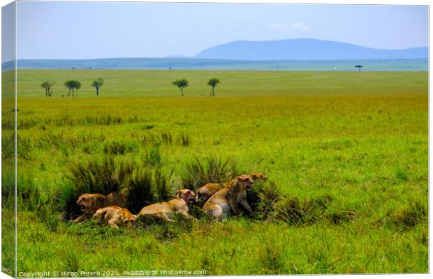 Lions Relaxing After a Kill, Masai Mara, Kenya Canvas Print by Hiran Perera