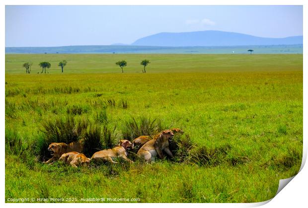 Lions Relaxing After a Kill, Masai Mara, Kenya Print by Hiran Perera