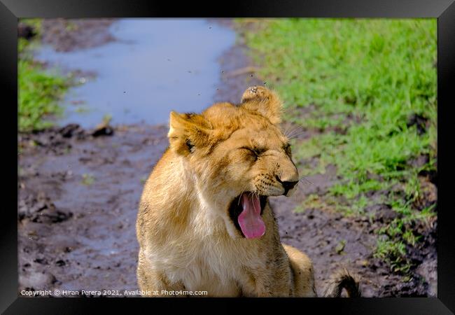Lion Cub Yawning Framed Print by Hiran Perera