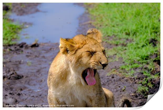 Lion Cub Yawning Print by Hiran Perera