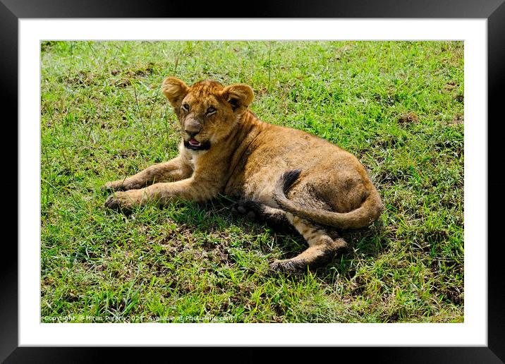 A Lion Cub lying in the grass, Masai Mara, Kenya Framed Mounted Print by Hiran Perera