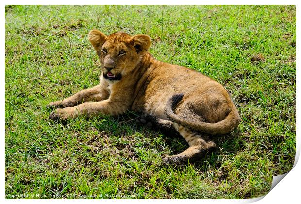A Lion Cub lying in the grass, Masai Mara, Kenya Print by Hiran Perera
